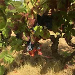 Clos Des Vignes Pampelonne Vineyard