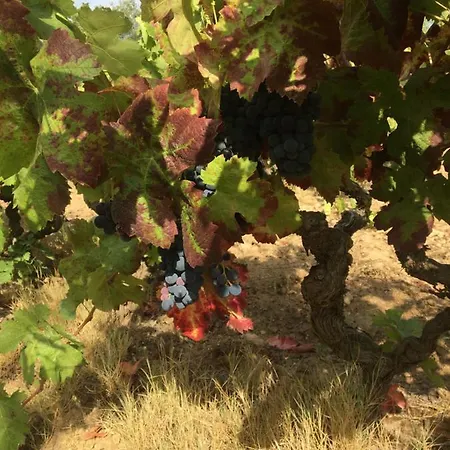 Clos Des Vignes Pampelonne Vineyard