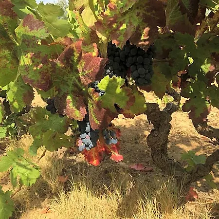 Bed & Breakfast Clos Des Vignes Pampelonne Vineyard Ramatuelle